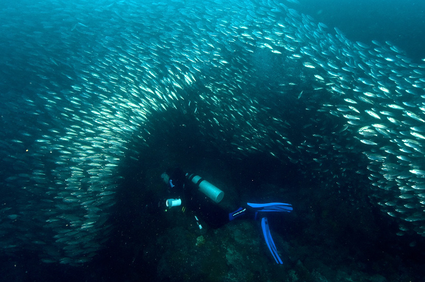 111a fish, Galapagos.jpg